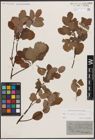 Foto von Salix caprea L. x Salix starkeana Willd.
